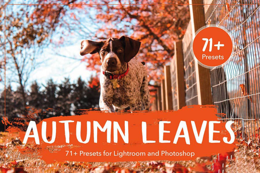 71组秋季色调人像Lightroom预设