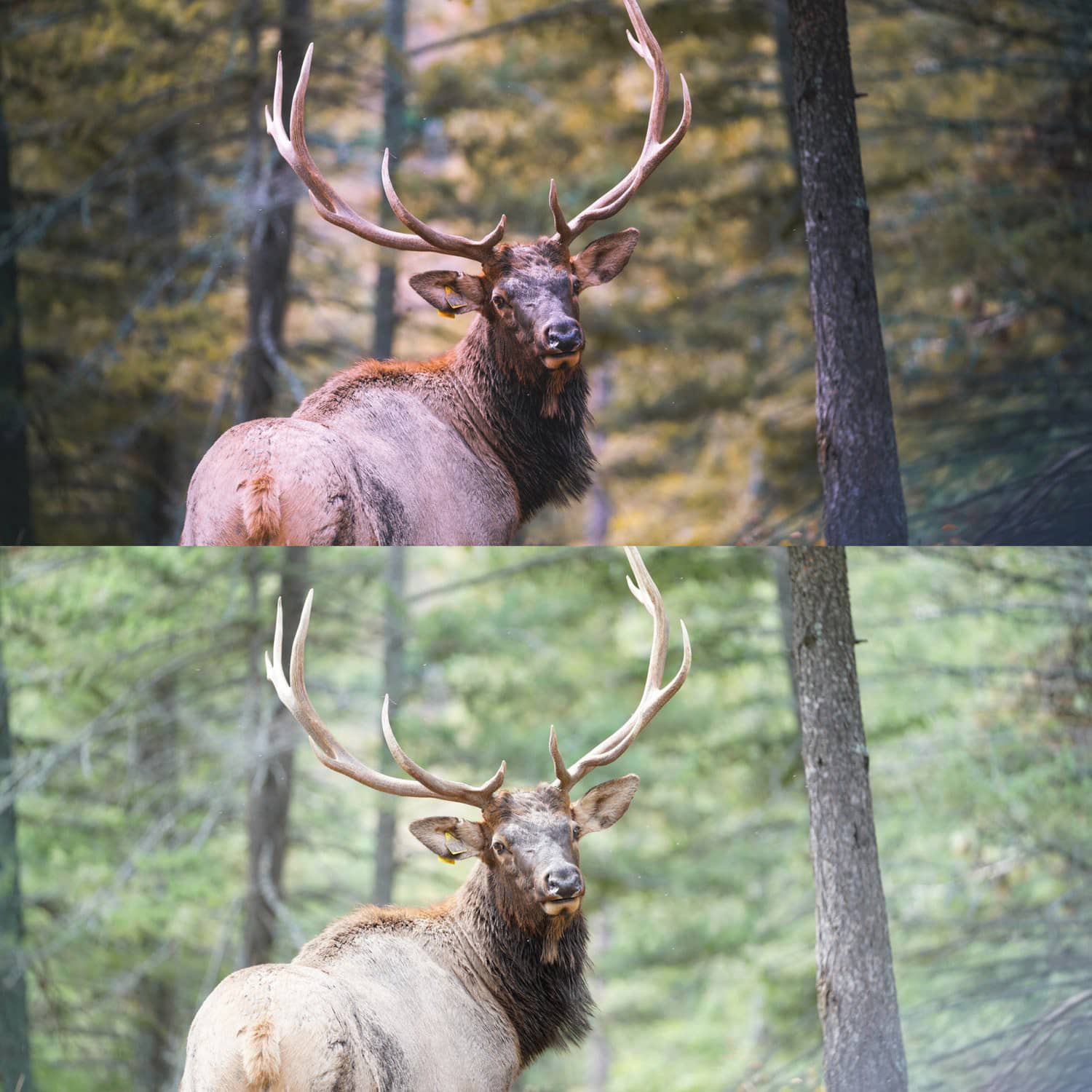 INS网红油管大神Alen Palander春意盎然旅拍电影色调Lightroom预设