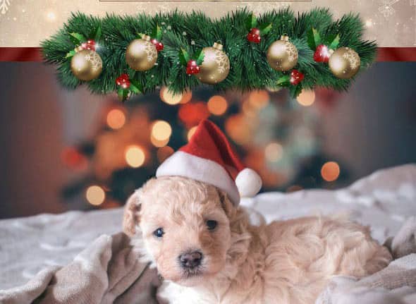 圣诞节新年免费Lightroom预设下载 Christmas Pack (+Mobile Version)