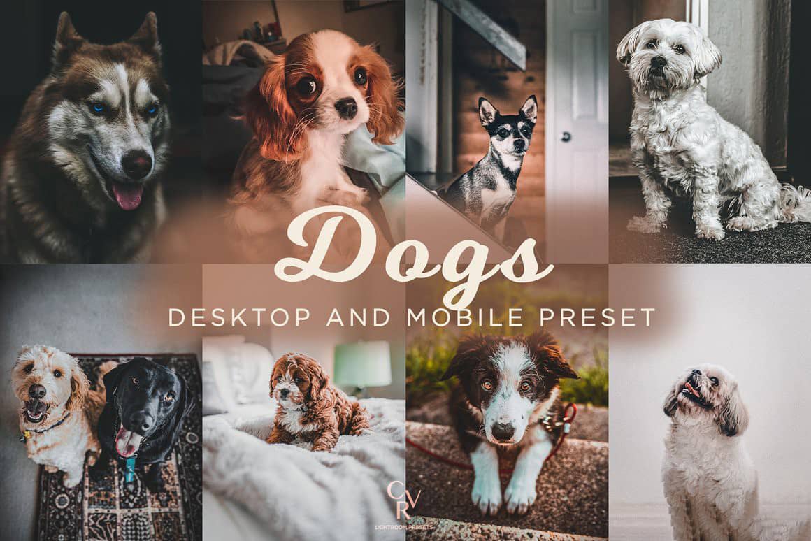 宠物摄影后期Lightroom预设 Dogs Lightroom Presets