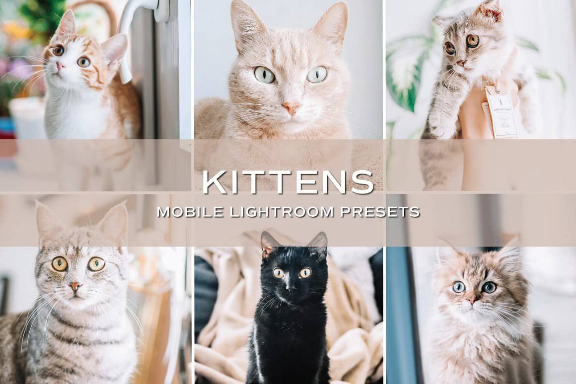 宠物摄影猫咪后期调色Lightroom预设 手机APP调色滤镜 Kittens Lightroom Presets