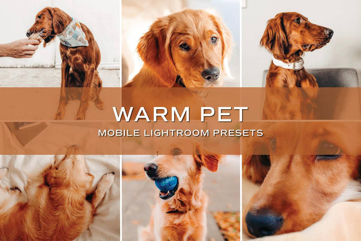 宠物摄影金毛暖色调Lightroom预设 手机APP预设 Warm Pet Lightroom Presets