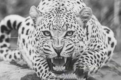 0单色黑白Lightroom预设免费下载