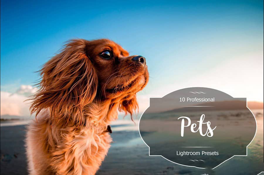 宠物摄影Lightroom预设免费下载  Pets Lr Presets