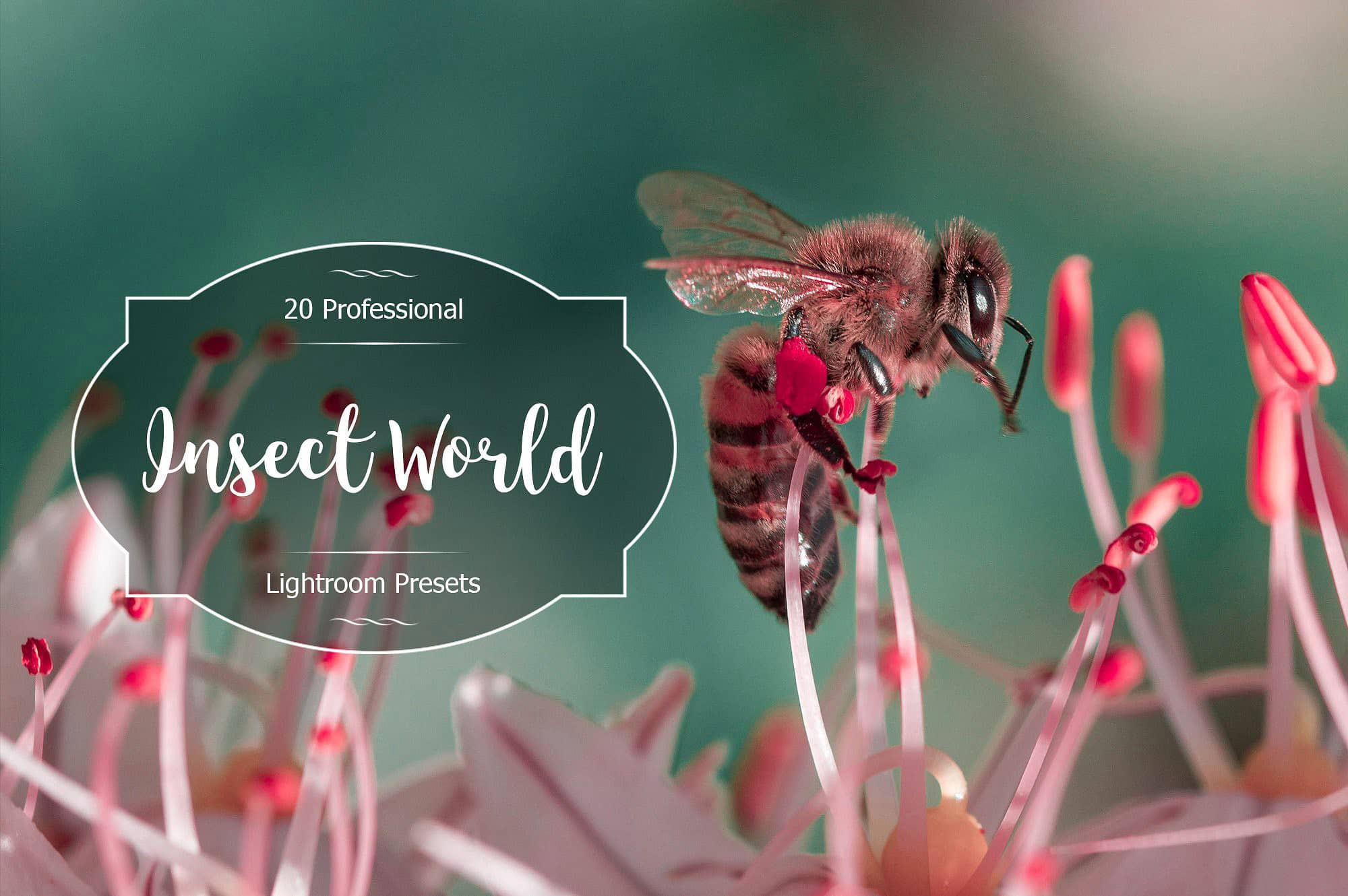 微距摄影昆虫世界Lightroom预设 Insect World Lr Presets
