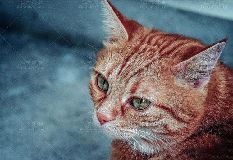 物鸟类摄影后期Lightroom预设ACR预设(各三枚)免费下载