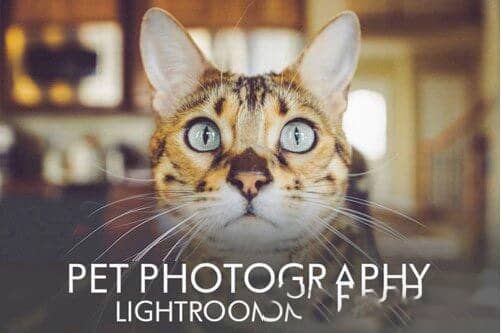 萌宠动物摄影后期Lightroom预设