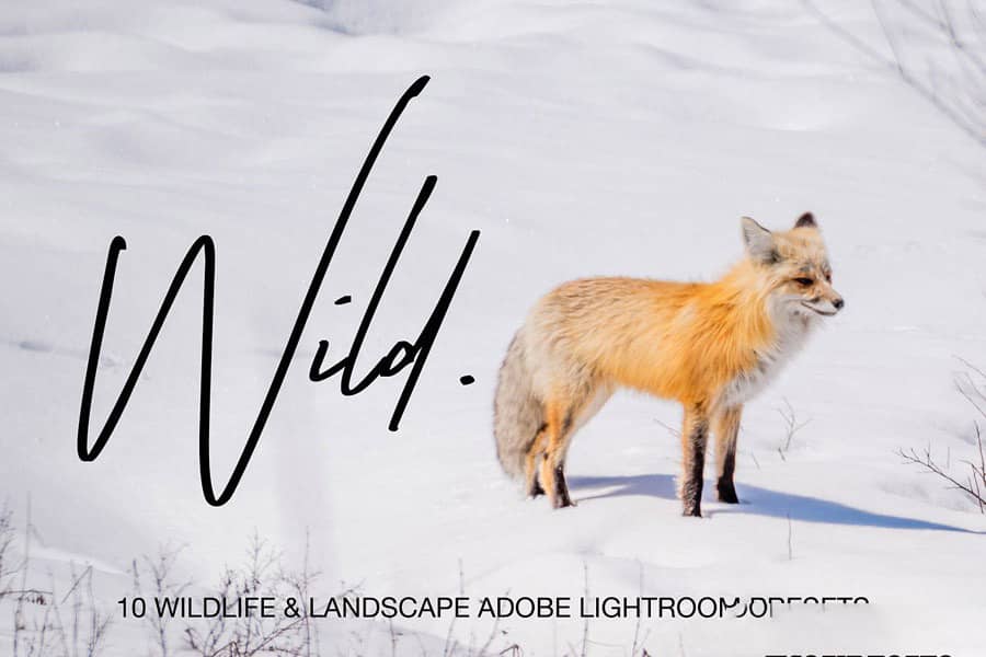 野生动物和风景Adobe Camera Raw ACR预设