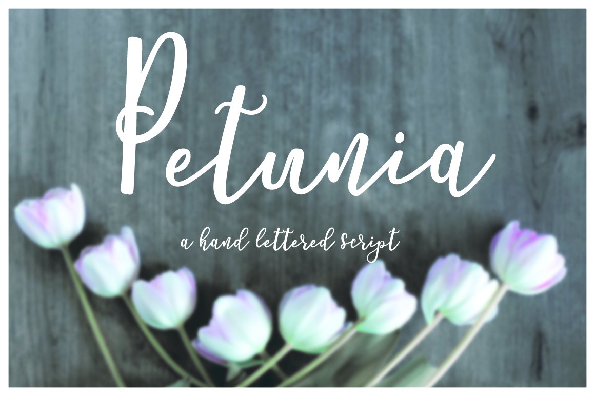 Petunia Script 1634321