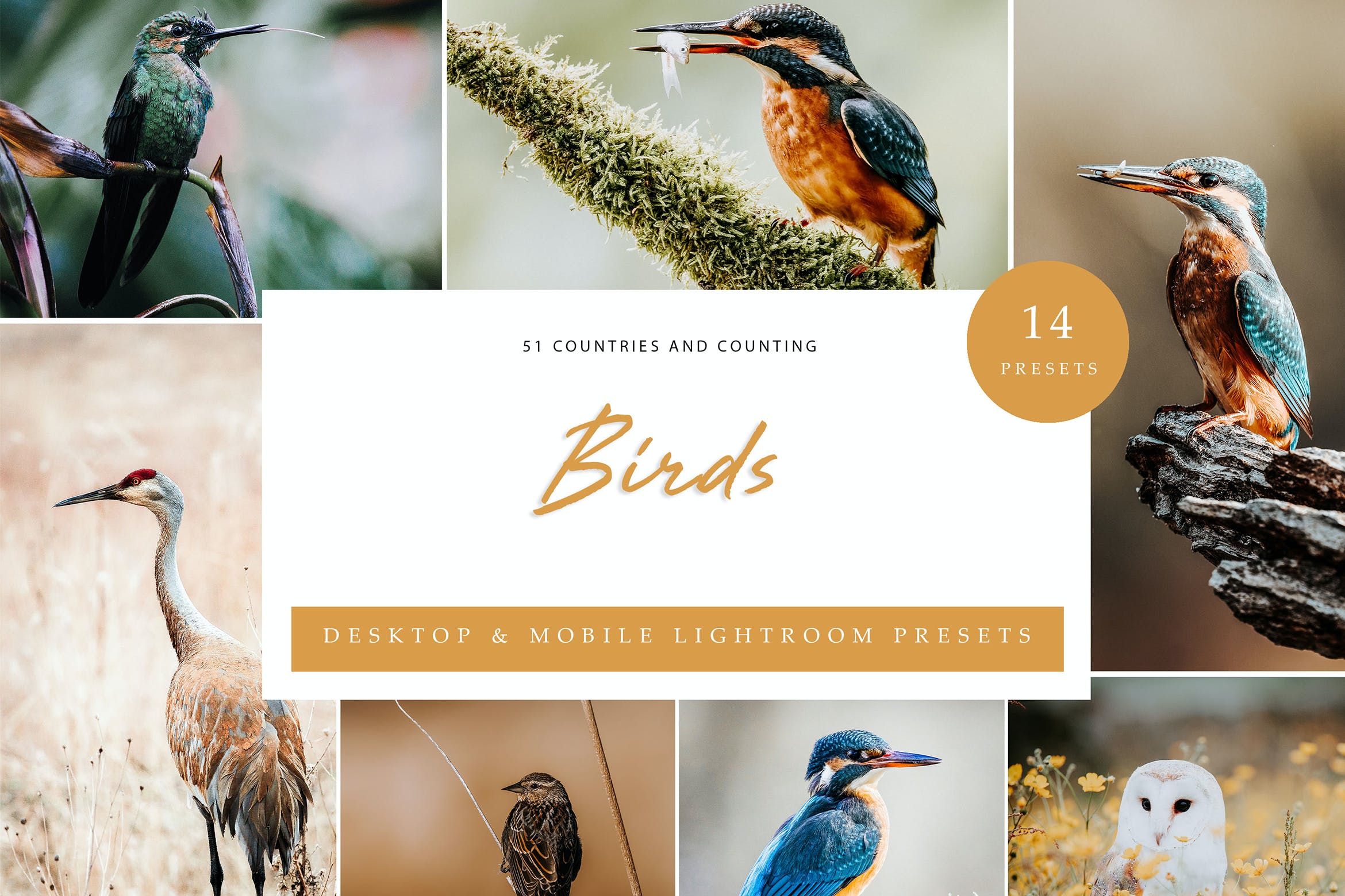 高品质鸟类摄影预设 Lightroom Presets  Birds