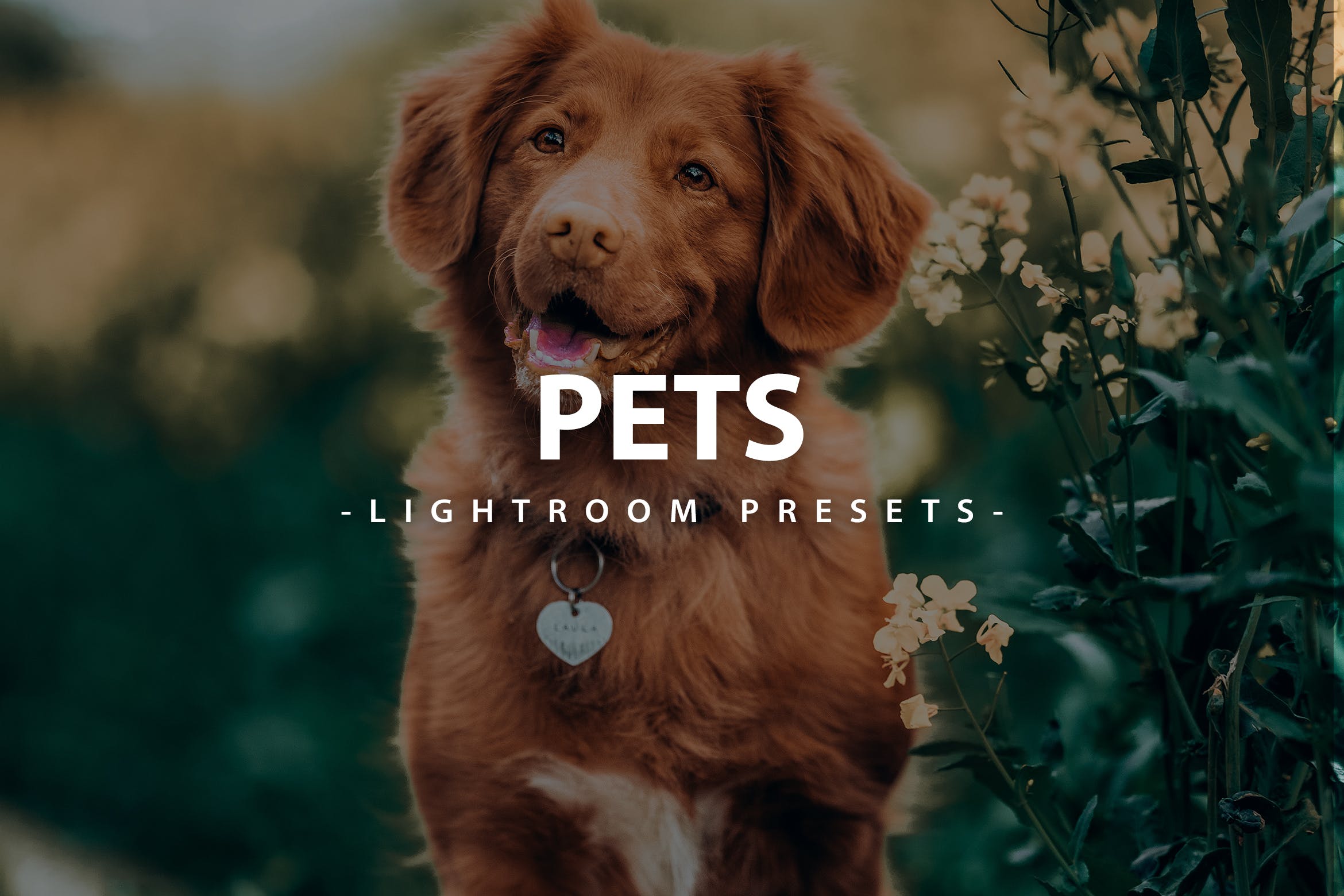 宠物摄影 Lightroom 预设 Lightroom Presets For Mobile and Desktop