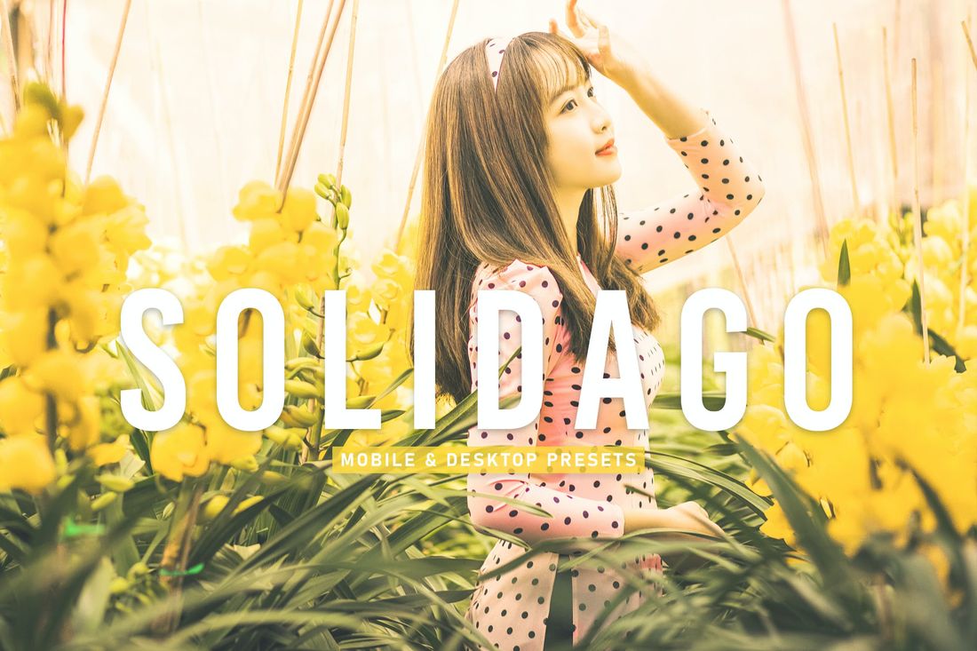 Solidago Mobile & Desktop Lightroom Presets